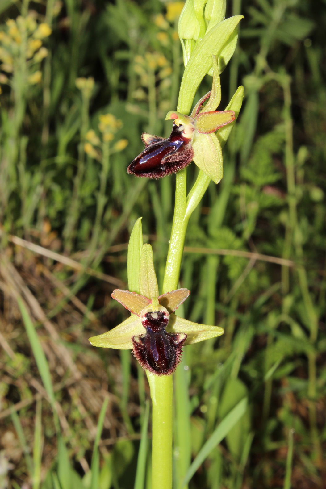 Orchidee dal promontorio del Gargano